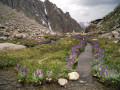 Alpine Flowers at Ala-Archa