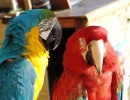 Blue and Yellow & Scarlet Macaws