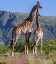 Giraffe Calf and Mother