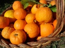 Harvesting Oranges