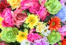 Bright Colorful Flowers