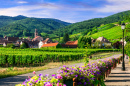 Wine Route, Alsace Region, France