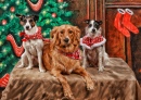 Merry Christmas from Colt, Lily, Trixie